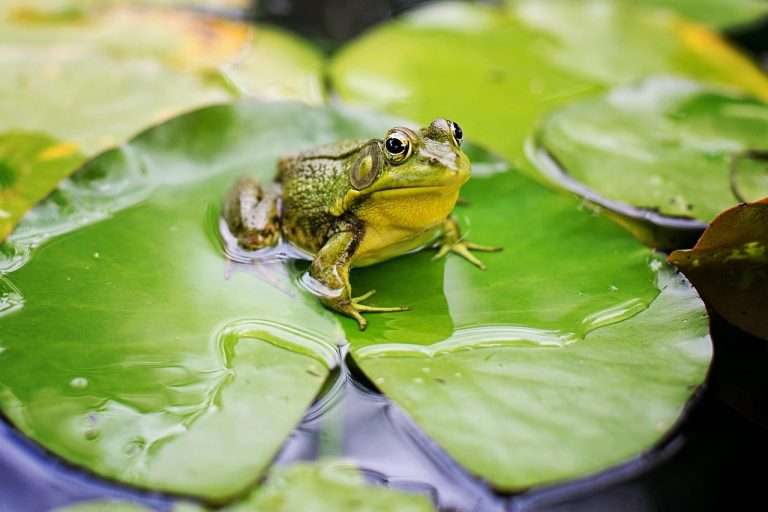 Frosch